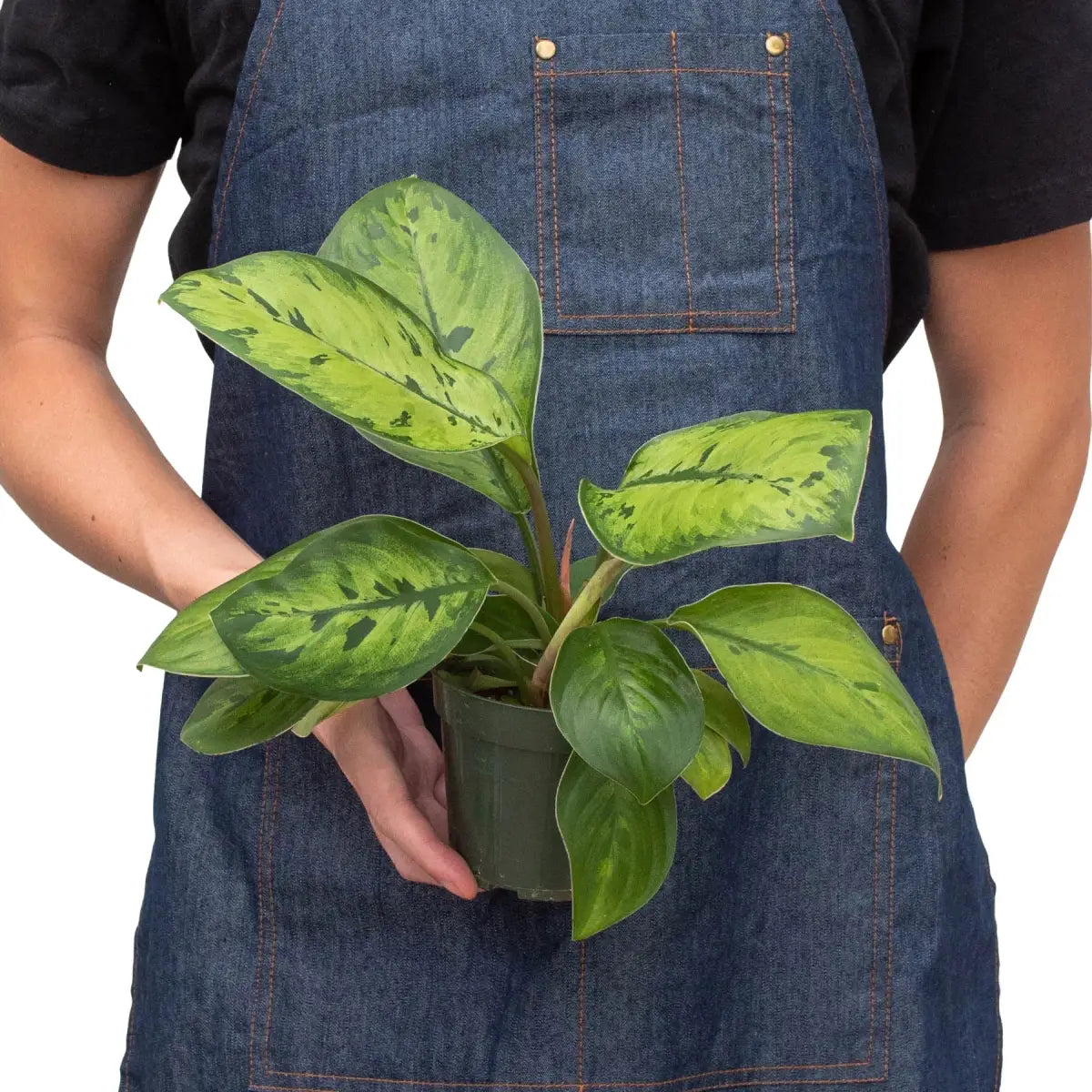 Homalomena ’Selby’ Plant - House Plant Shop