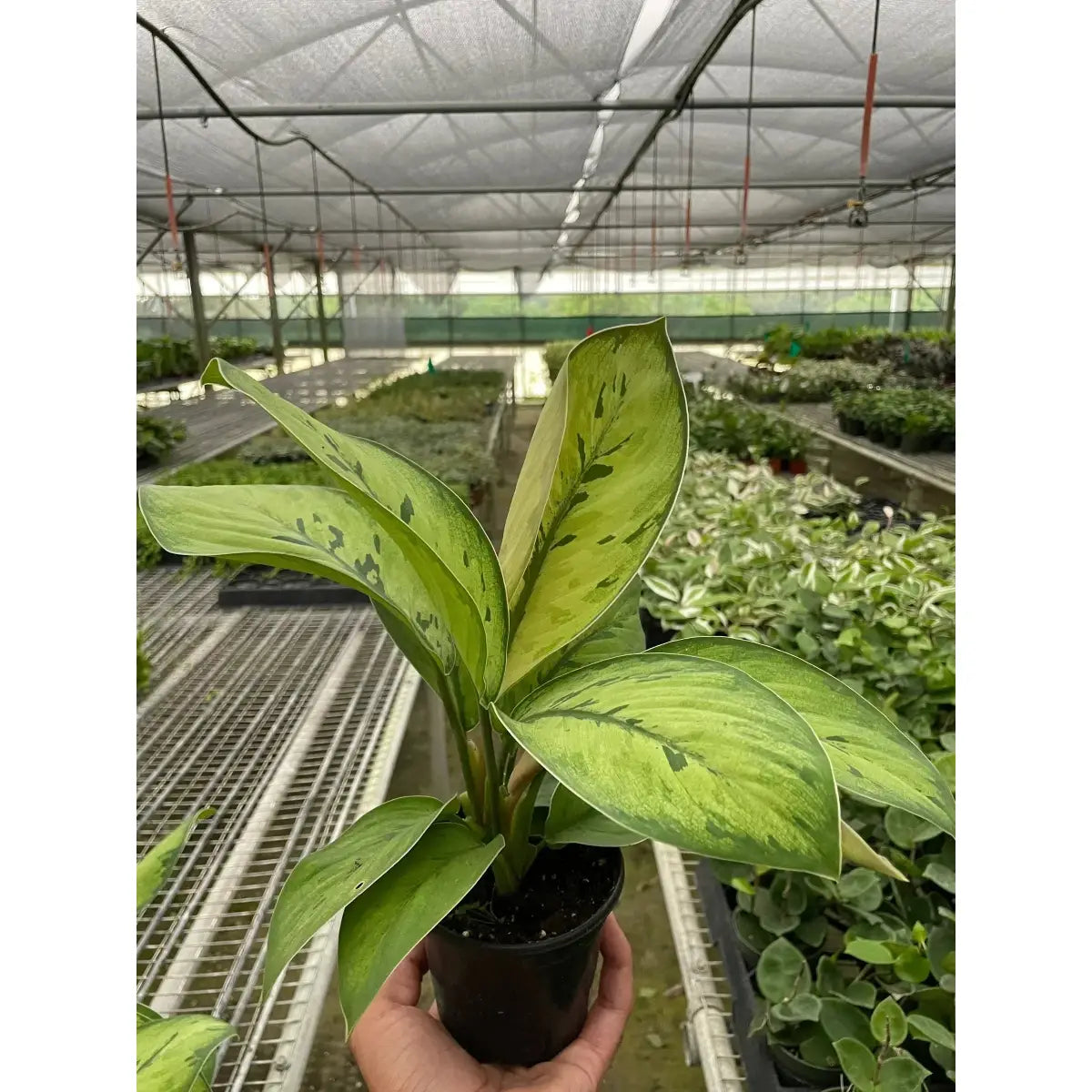 Homalomena ’Selby’ Plant - House Plant Shop