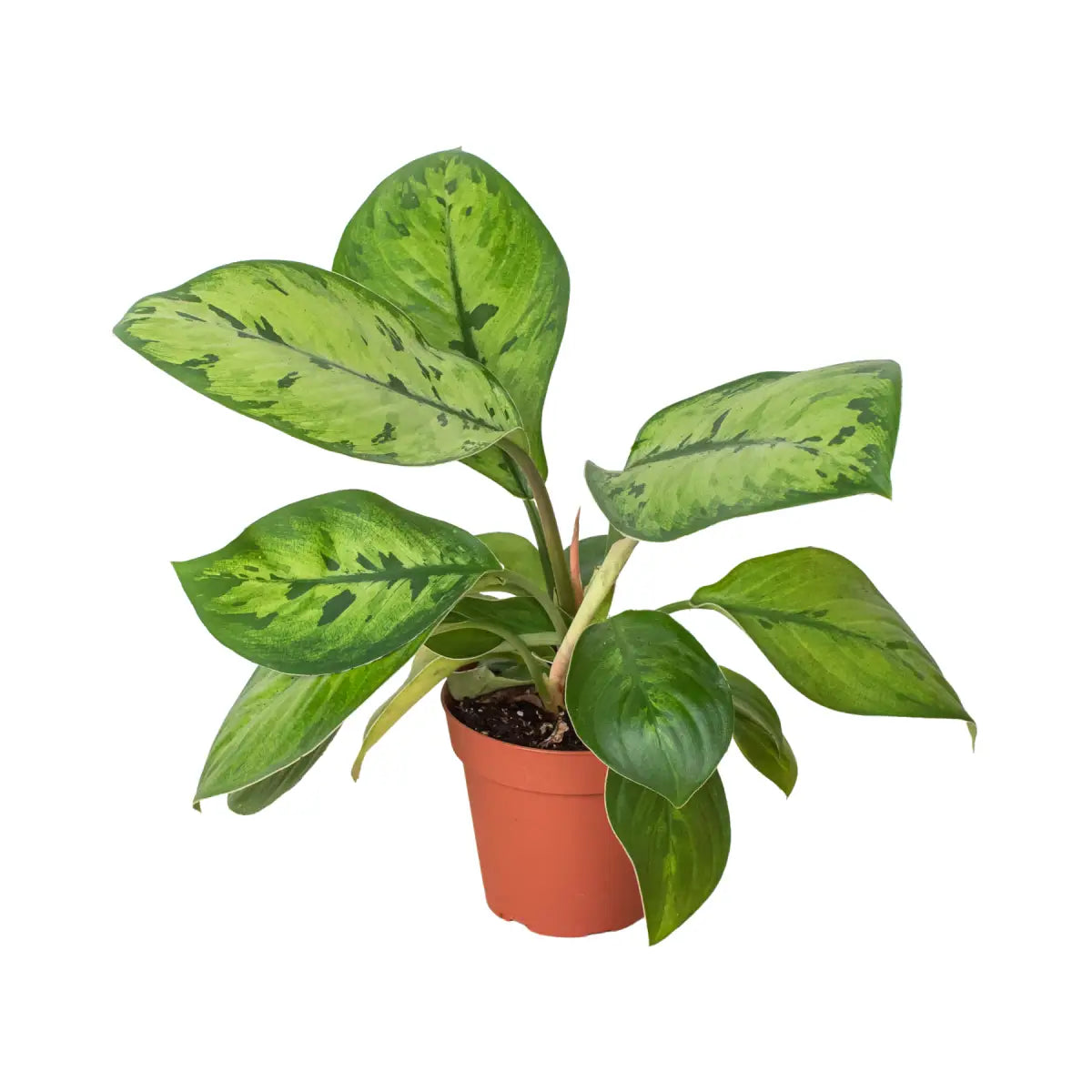Homalomena ’Selby’ Plant - House Plant Shop