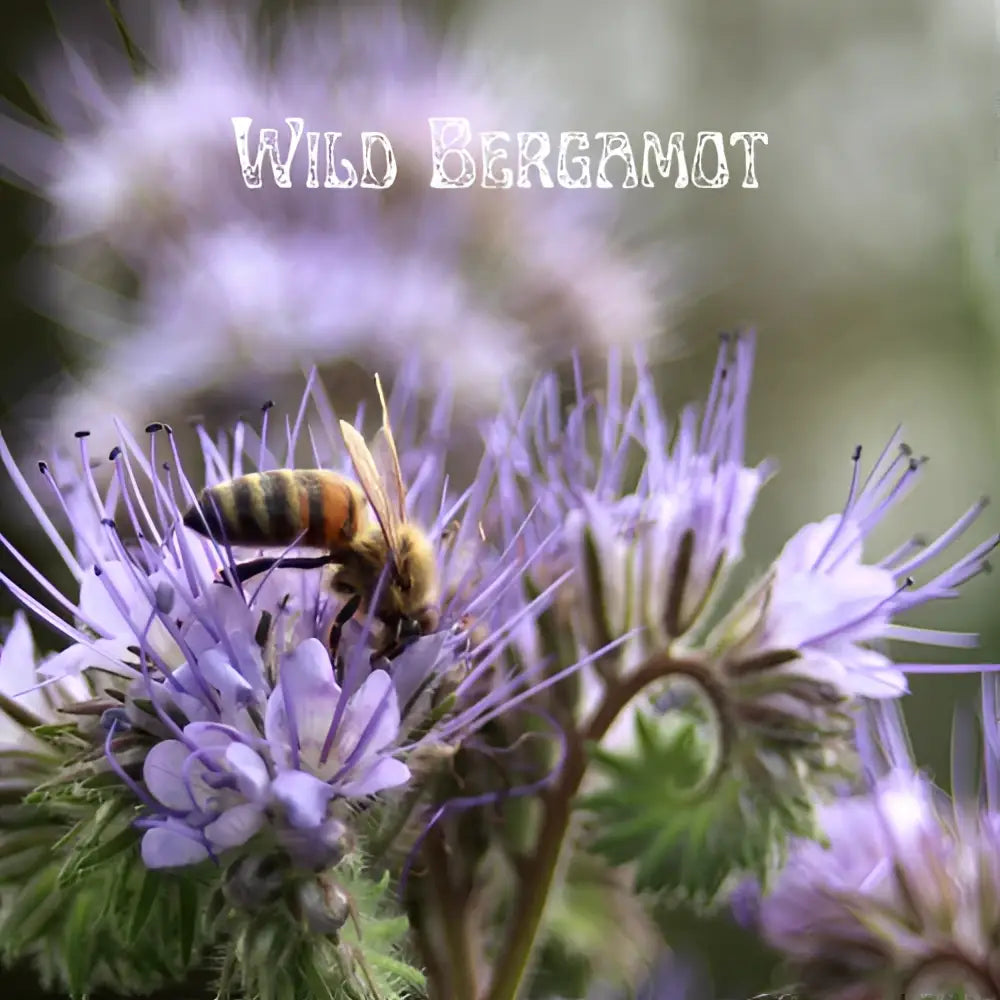 Honeybee Garden Wildflower Seeds - Messner Bee Farm