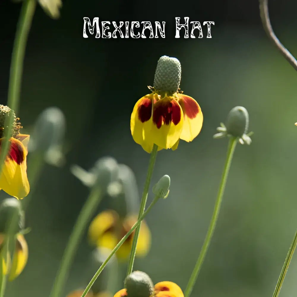 Honeybee Garden Wildflower Seeds - Messner Bee Farm