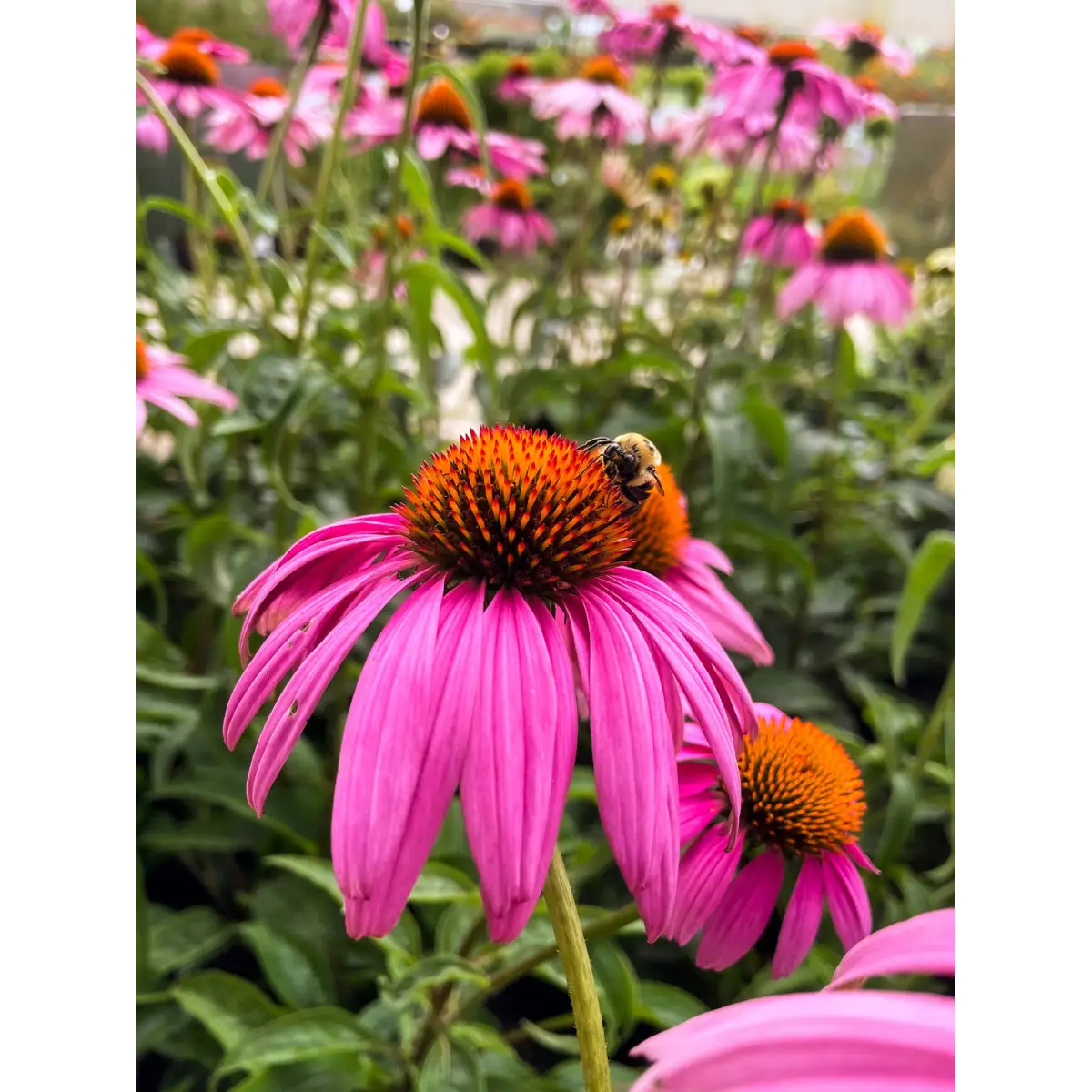 Honeybee Garden Wildflower Seeds - Messner Bee Farm