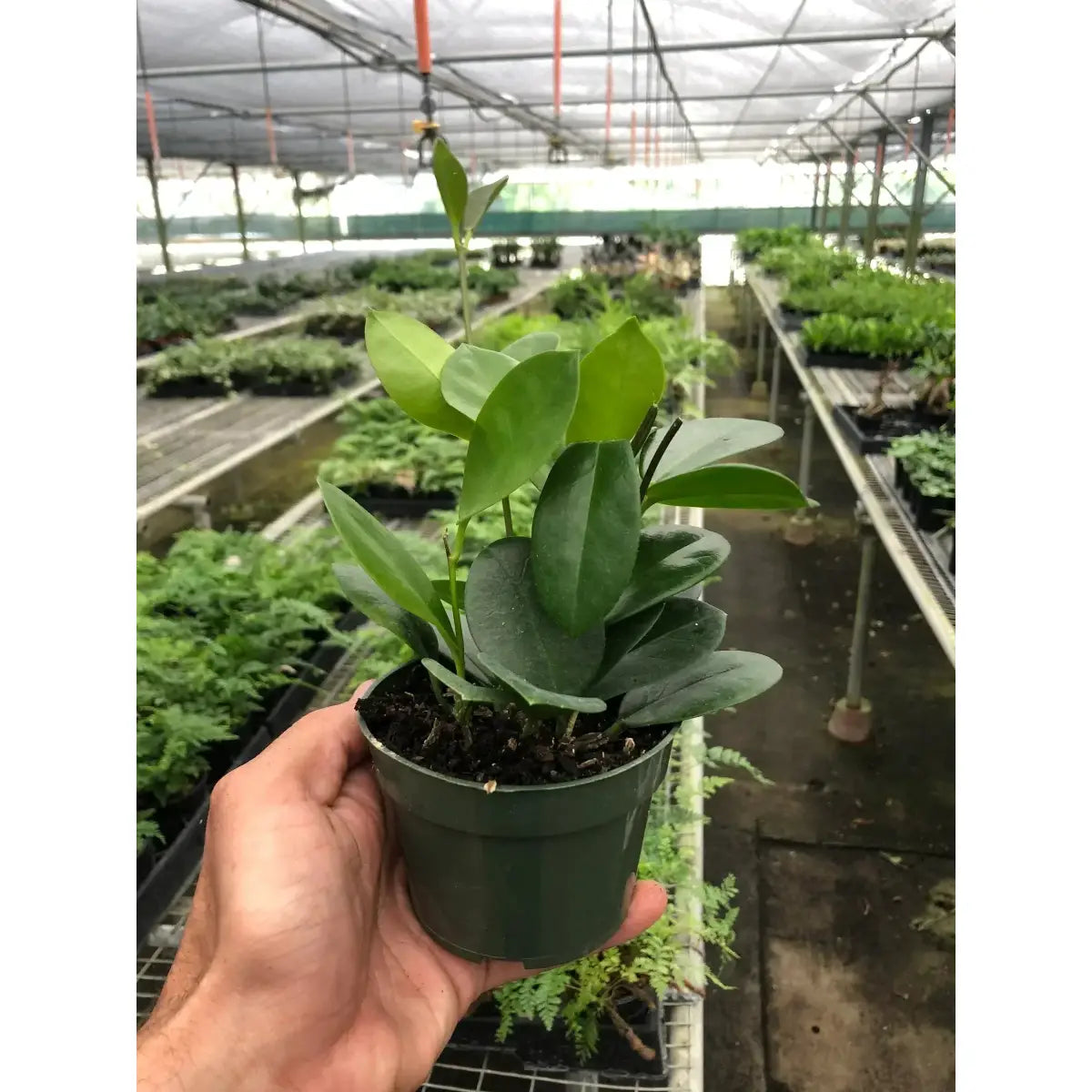 Hoya Plant - ’Australis’ - House Plant Shop