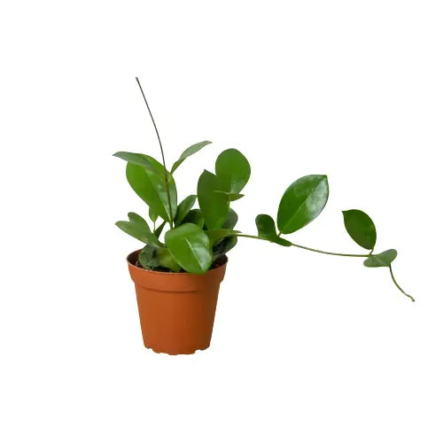 Hoya Plant - ’Australis’ - 3’’ Pot - House Plant Shop