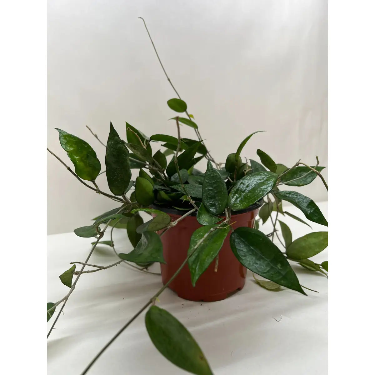 Hoya Plant - ’Black Margin’ - House Plant Shop