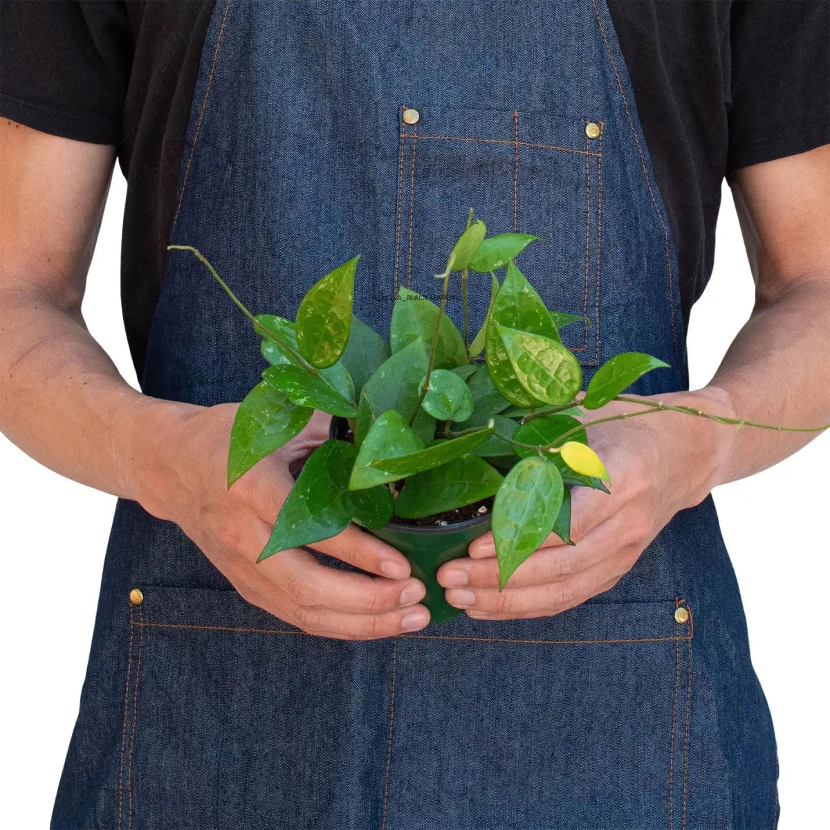 Hoya Plant - ’Black Margin’ - House Plant Shop