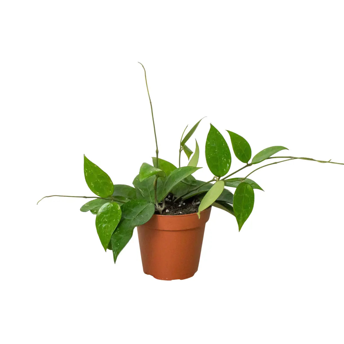 Hoya Plant - ’Black Margin’ - House Plant Shop