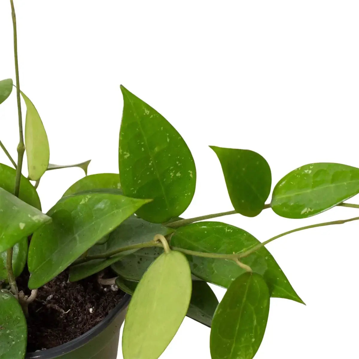 Hoya Plant - ’Black Margin’ - 4’’ Pot - House Plant Shop