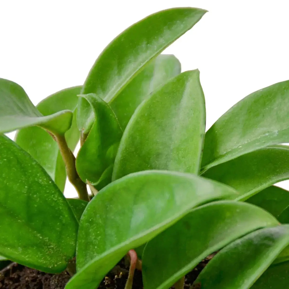 Hoya Carnosa - House Plant Shop