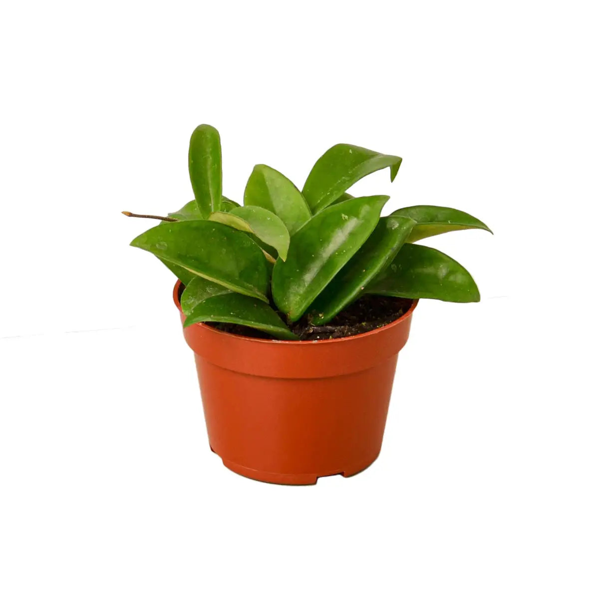 Hoya Carnosa - House Plant Shop