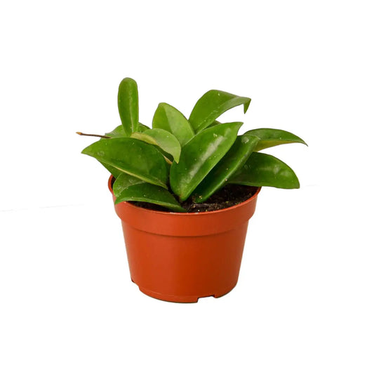 Hoya Carnosa - House Plant Shop
