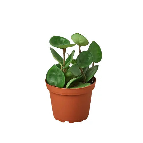 Hoya Plant - Carnosa ’Chelsea’ - 4’’ Pot - House Plant Shop