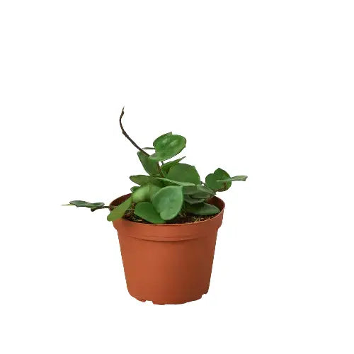 Hoya Plant - Carnosa ’Chelsea’ - House Plant Shop