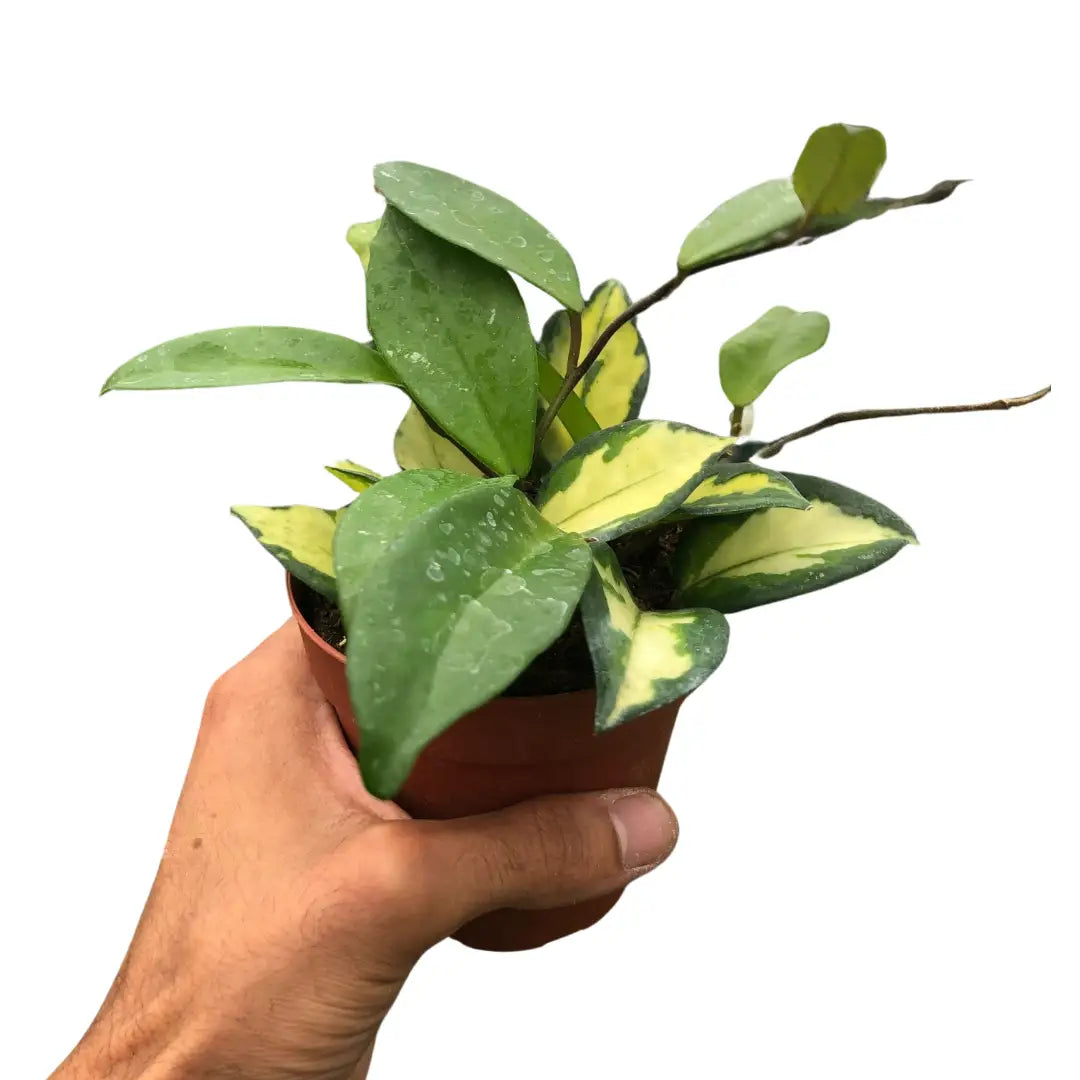 Hoya Carnosa Plant - ’Krimson Princess’ - 4’’ Pot / Black Cylinder - House Plant Shop