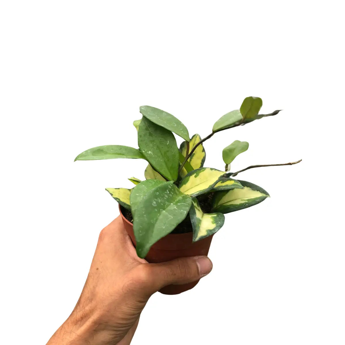 Hoya Carnosa Plant - ’Krimson Princess’ - House Plant Shop