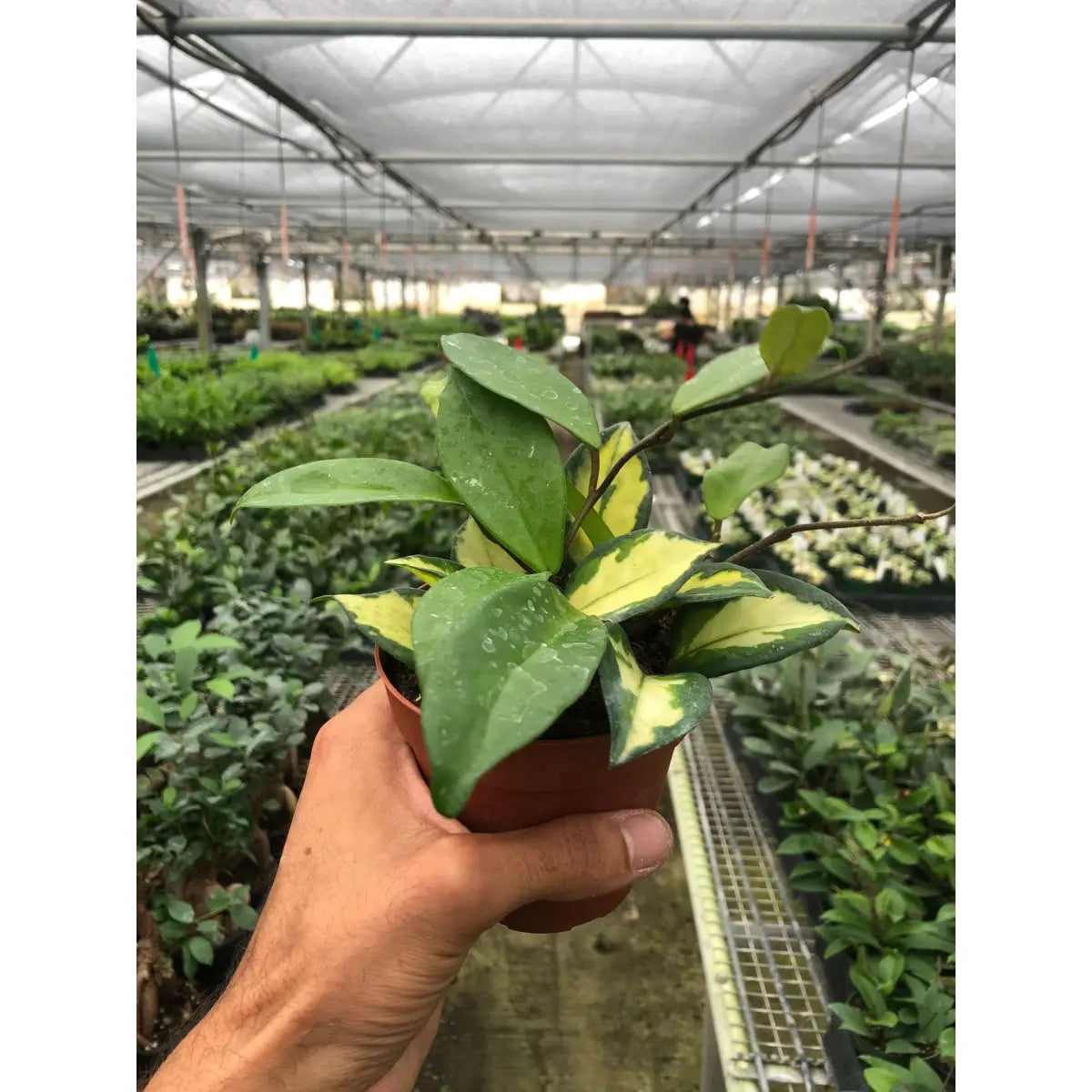 Hoya Carnosa Plant - ’Krimson Princess’ - House Plant Shop