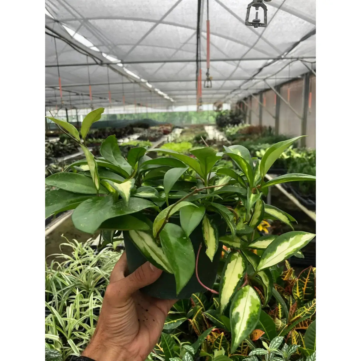 Hoya Carnosa Plant - ’Krimson Princess’ - House Plant Shop