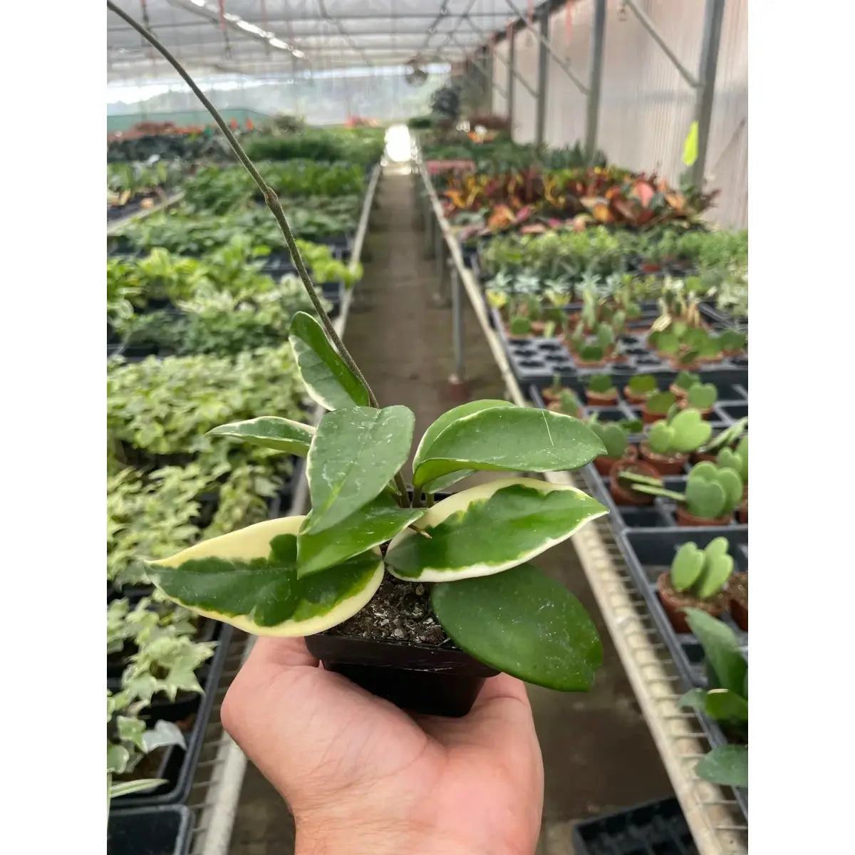 Hoya Carnosa Plant - ’Tricolor’ - House Plant Shop