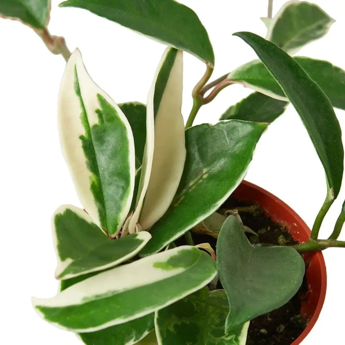 Hoya Carnosa Plant - ’Tricolor’ - 3’’ Pot - House Plant Shop