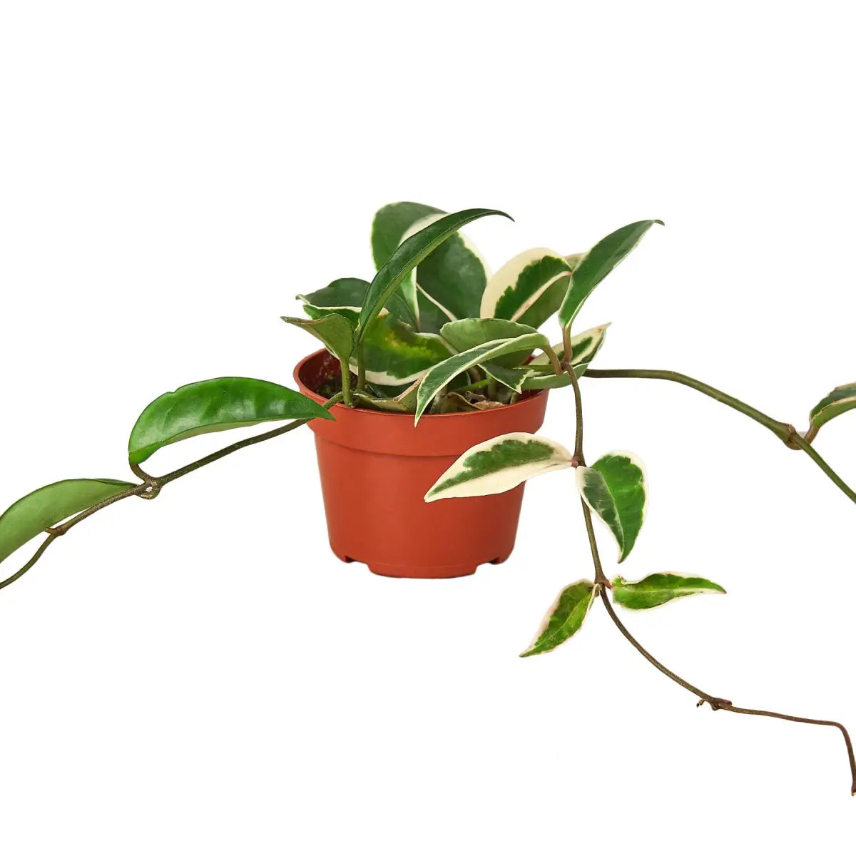 Hoya Carnosa Plant - ’Tricolor’ - House Plant Shop