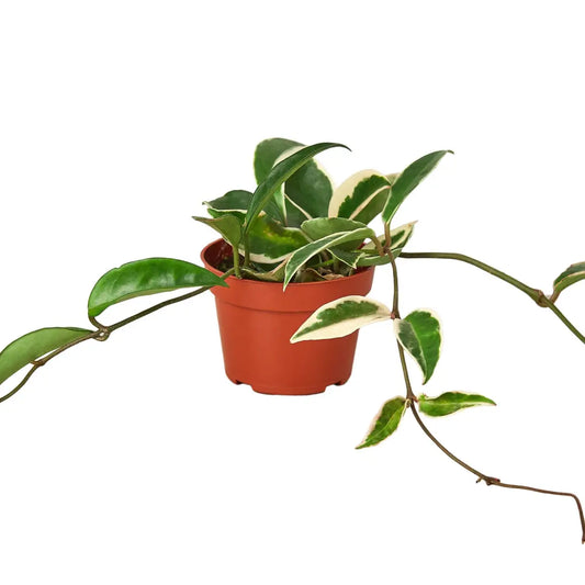 Hoya Carnosa Plant - ’Tricolor’ - House Plant Shop