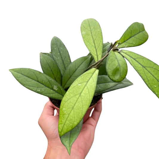 Hoya ’Crassipetiolata’ - House Plant Shop