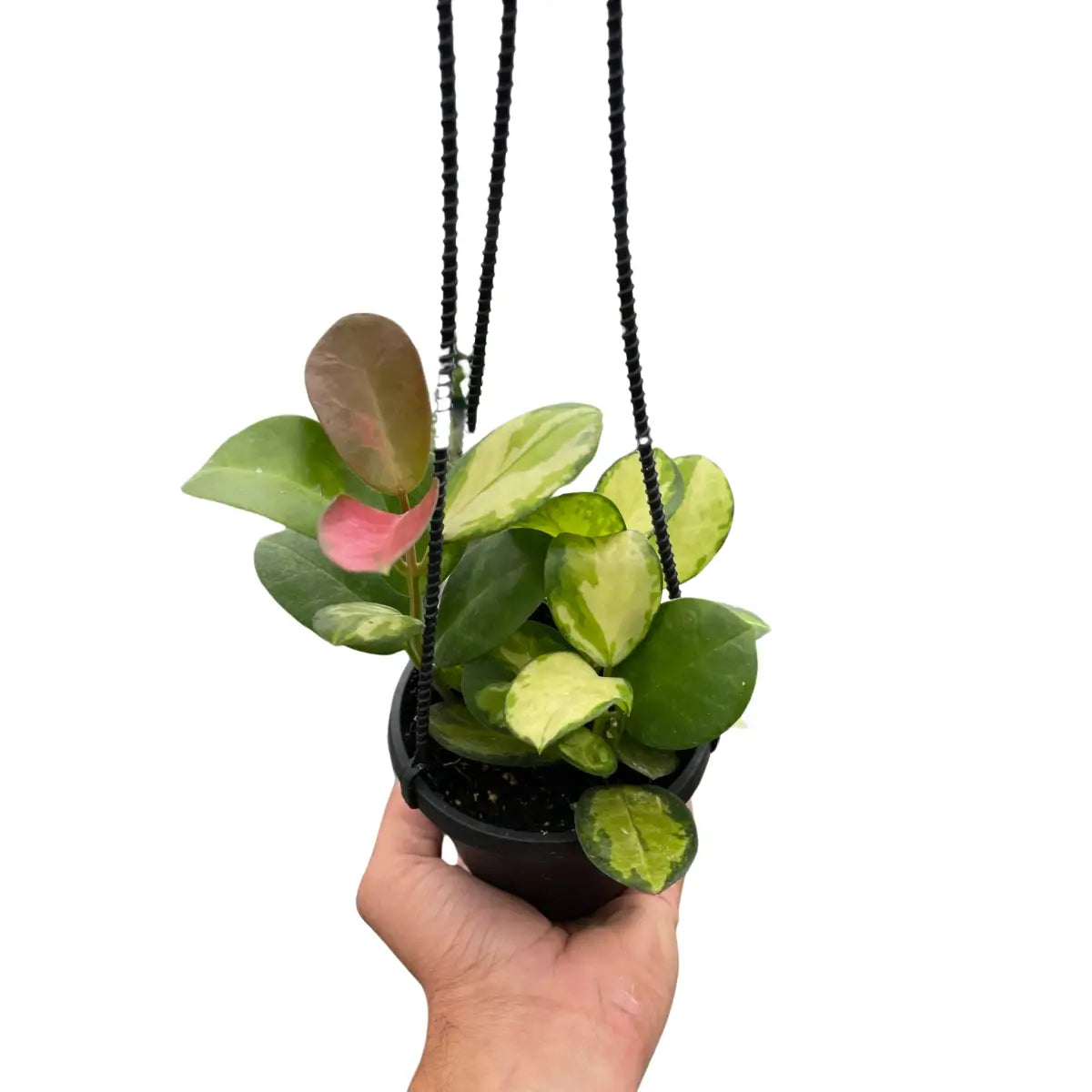 Hoya ’Lisa’ - 4’’ Pot - House Plant Shop