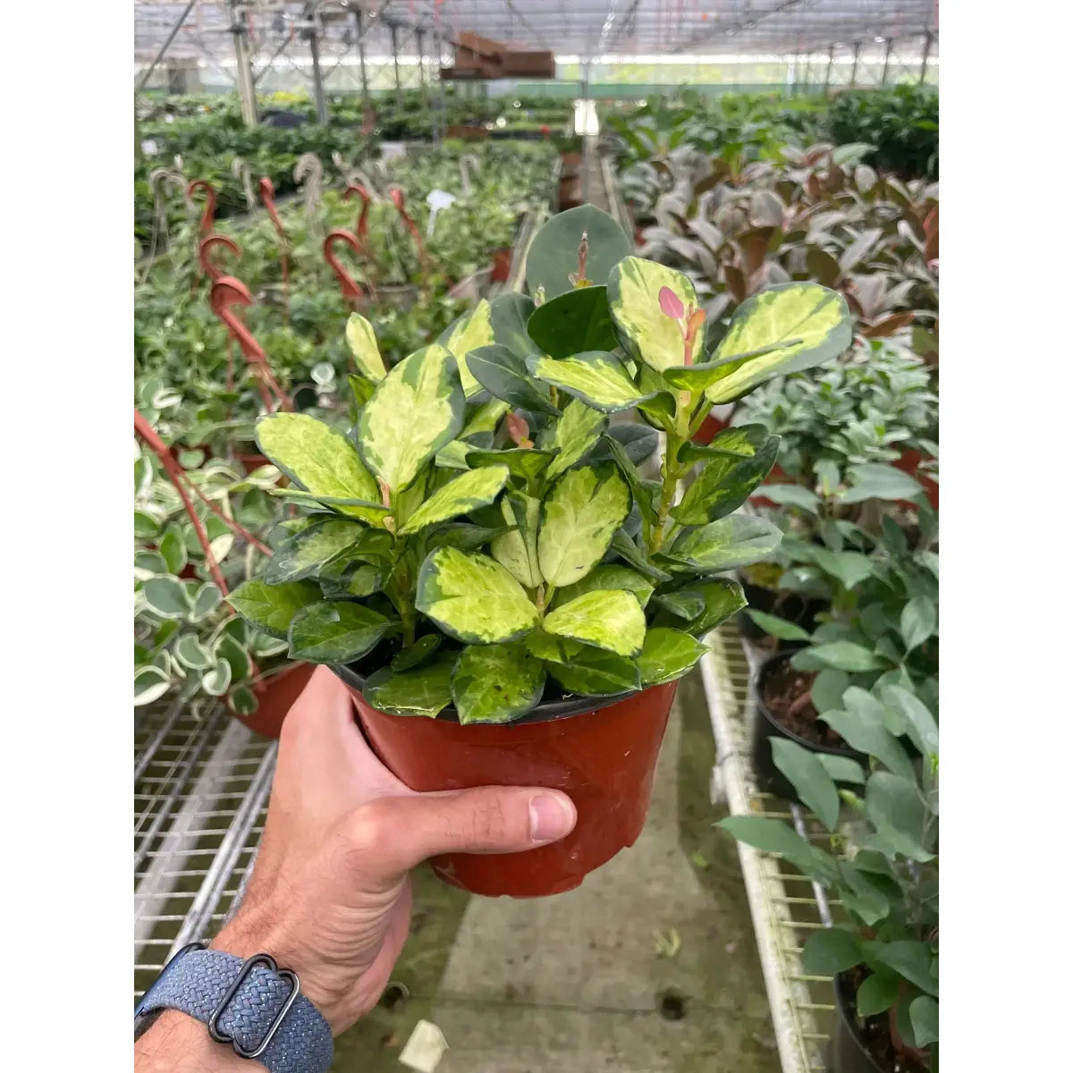Hoya ’Lisa’ - 4’’ Pot - House Plant Shop