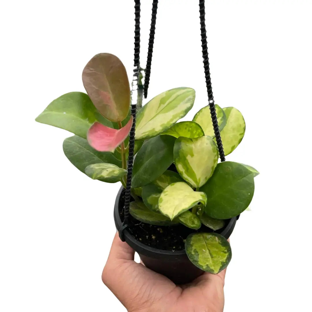 Hoya ’Lisa’ - 4’’ Pot - House Plant Shop