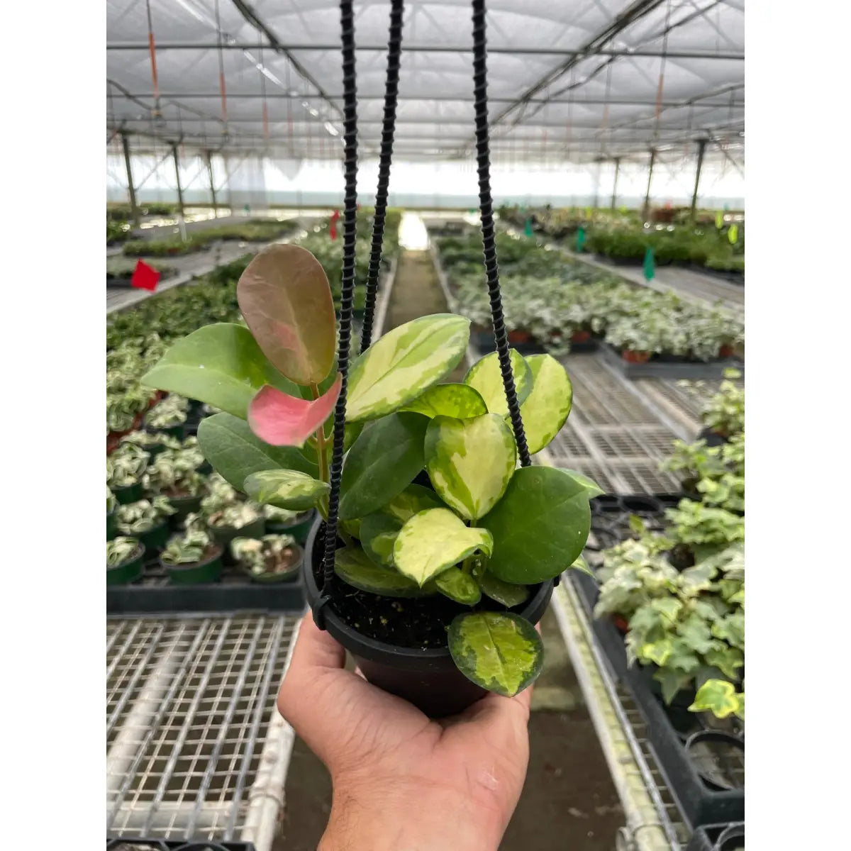 Hoya ’Lisa’ - 4’’ Pot - House Plant Shop