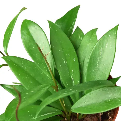 Hoya Plant - ’Publicalyx’ - House Plant Shop