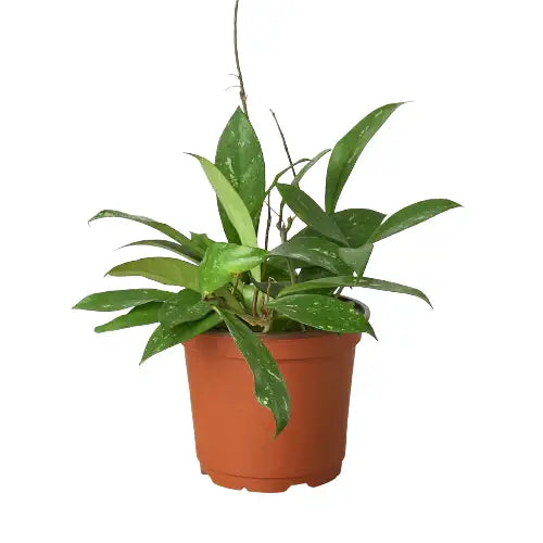 Hoya Plant - ’Publicalyx’ - House Plant Shop