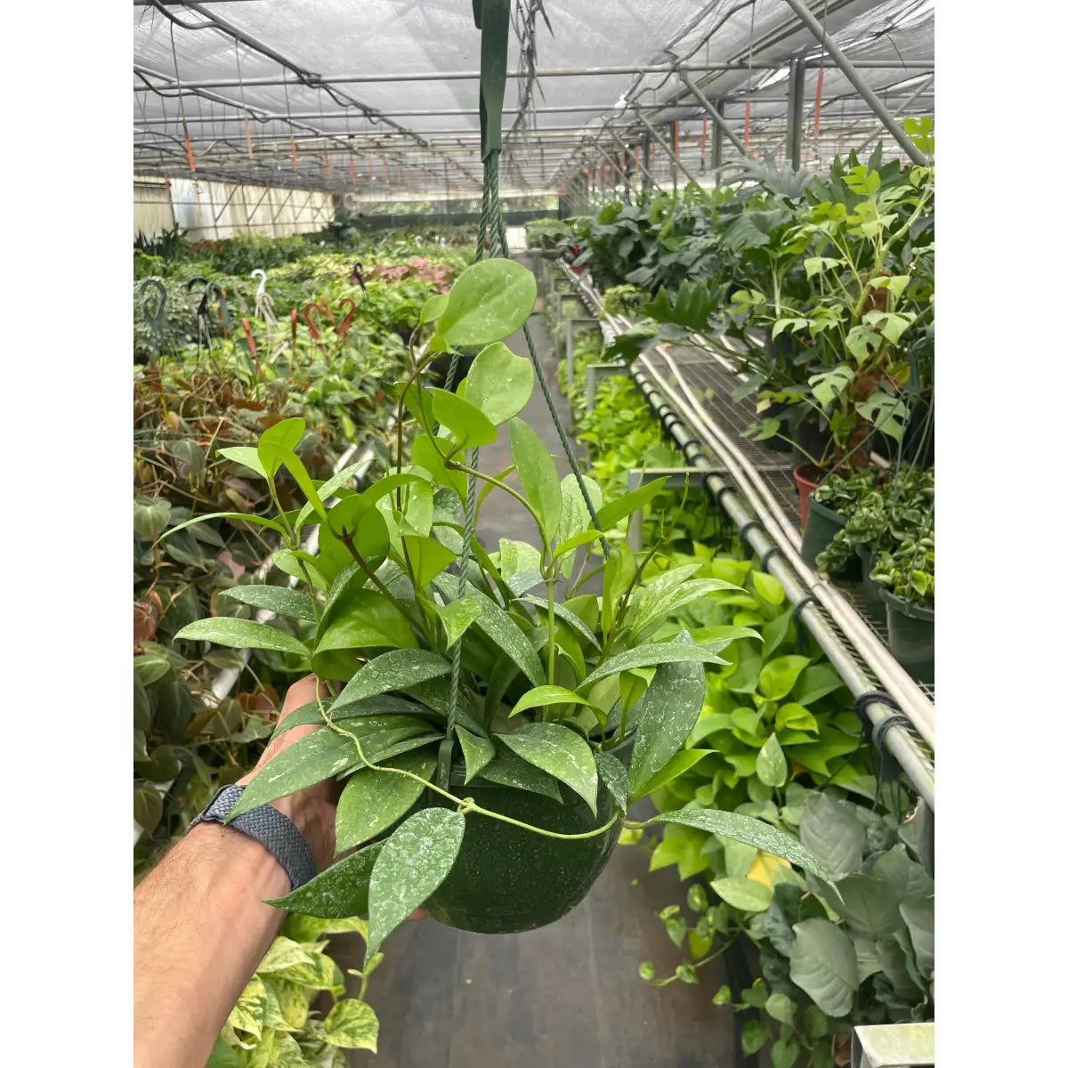 Hoya Plant - ’Publicalyx’ - House Plant Shop