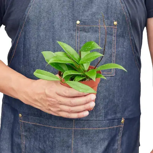 Hoya Plant - ’Publicalyx’ - House Plant Shop