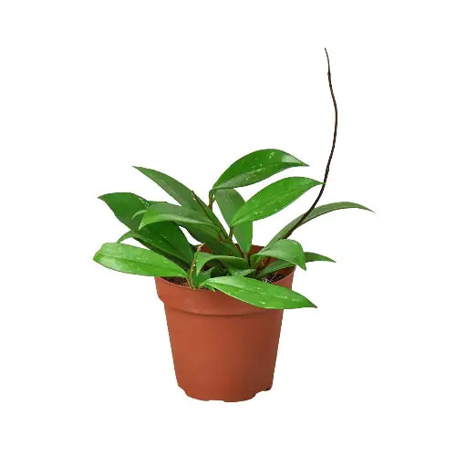 Hoya Plant - ’Publicalyx’ - House Plant Shop