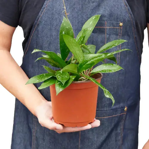 Hoya Plant - ’Publicalyx’ - House Plant Shop