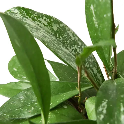 Hoya Plant - ’Publicalyx’ - 4’’ Pot - House Plant Shop