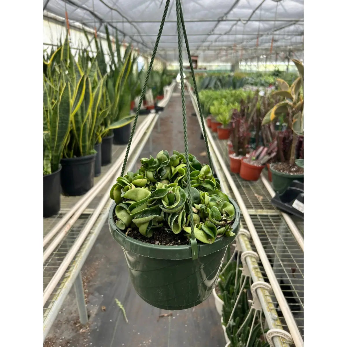 Hoya Rope Plant - House Plant Shop