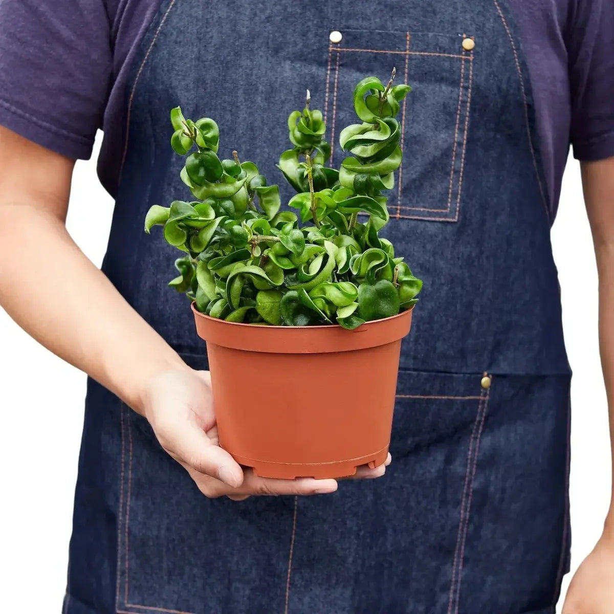 Hoya Rope Plant - House Plant Shop