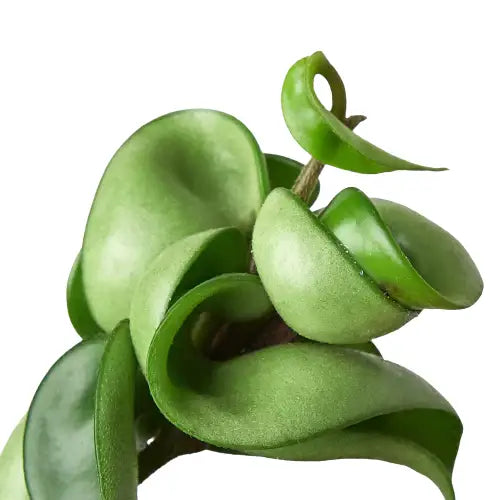 Hoya Rope Plant - 3’’ Pot / Nursery Pot - House Plant Shop