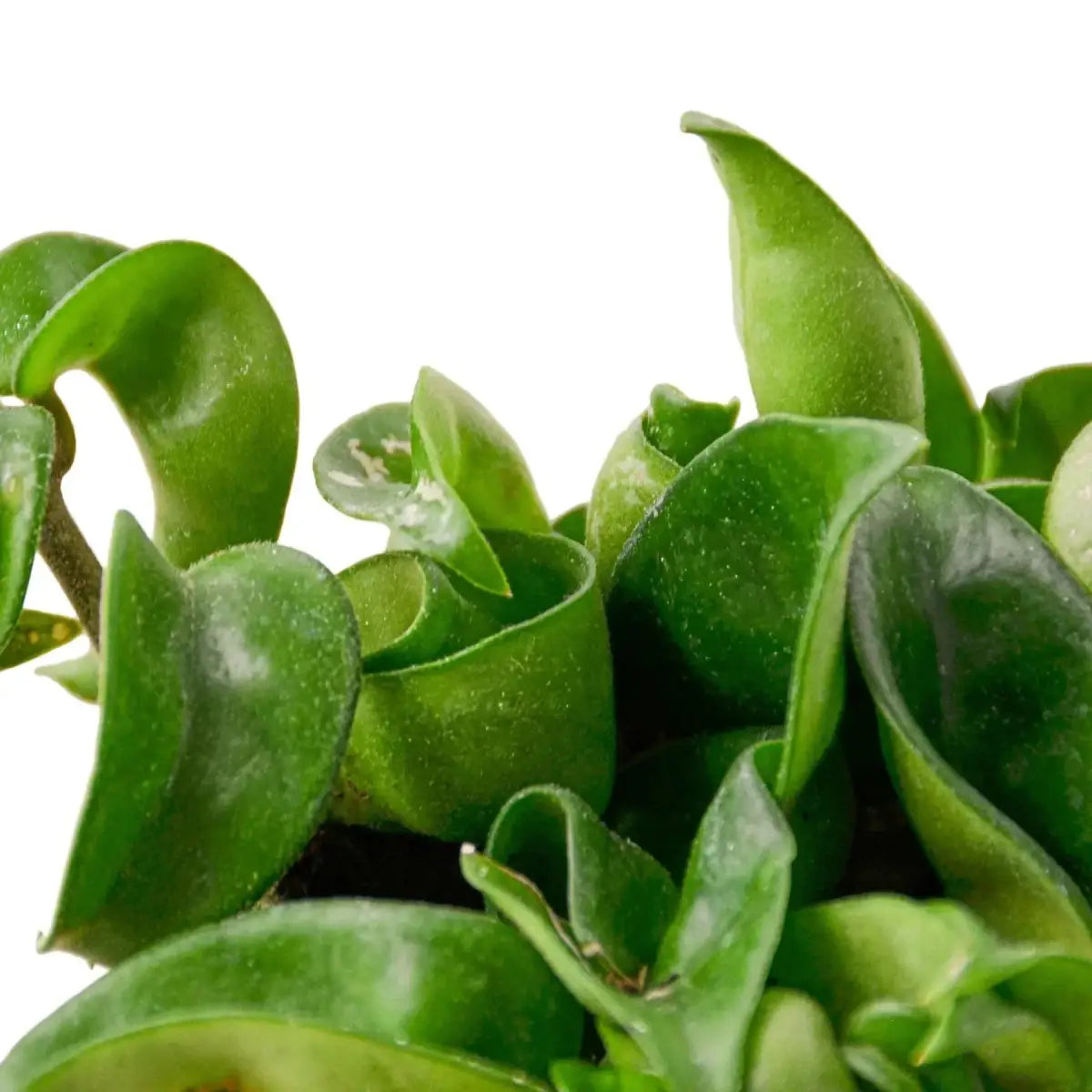 Hoya Rope Plant - House Plant Shop