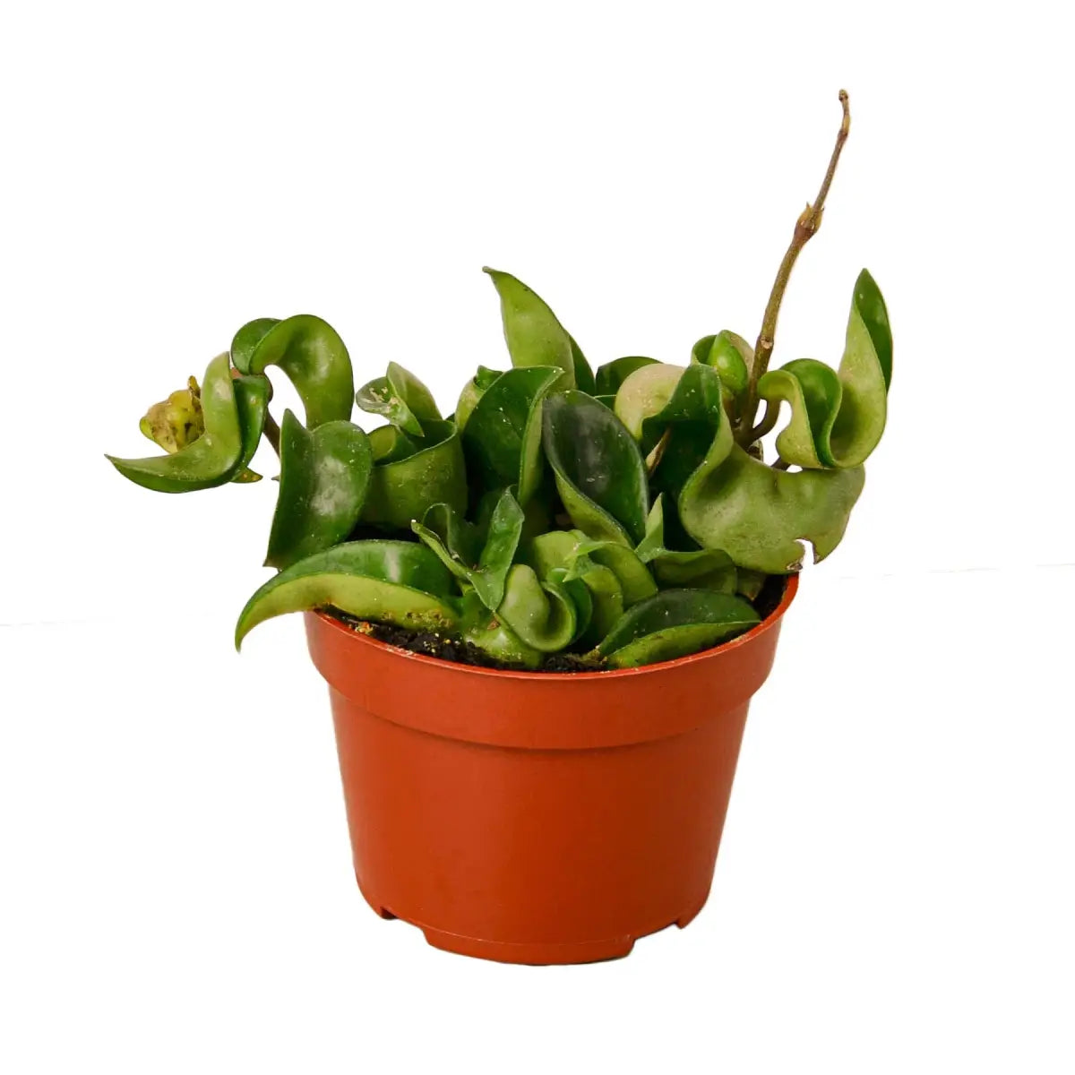 Hoya Rope Plant - House Plant Shop