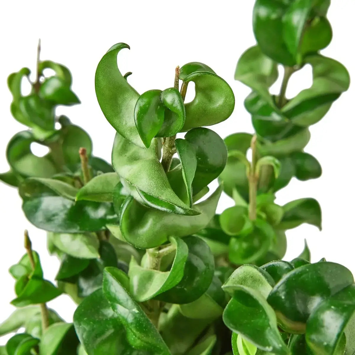 Hoya Rope Plant - House Plant Shop