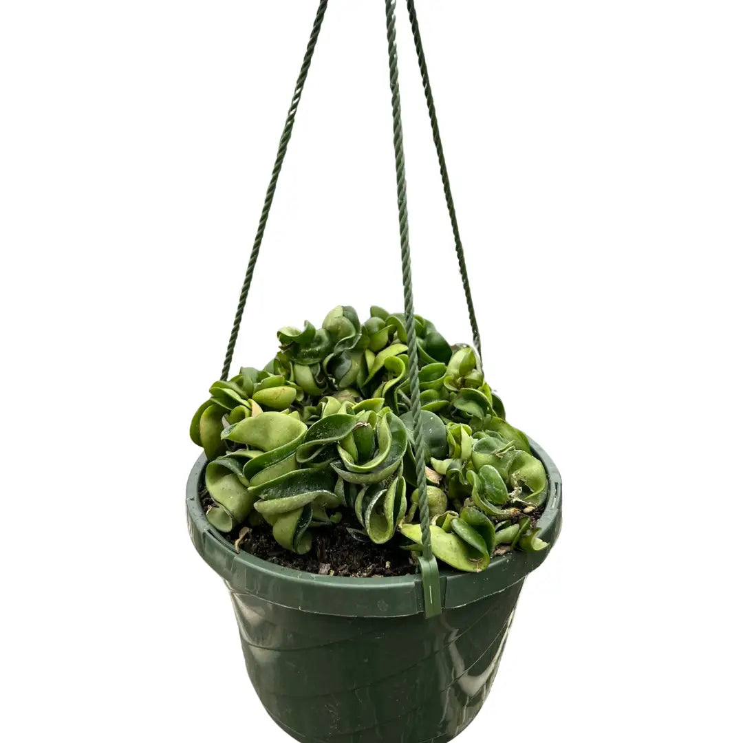 Hoya Rope Plant - House Plant Shop