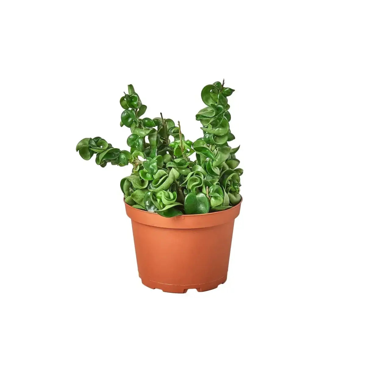 Hoya Rope Plant - House Plant Shop
