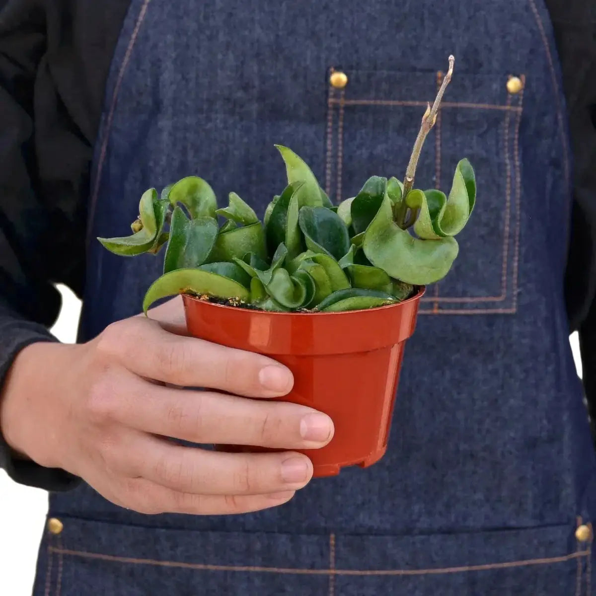 Hoya Rope Plant - House Plant Shop