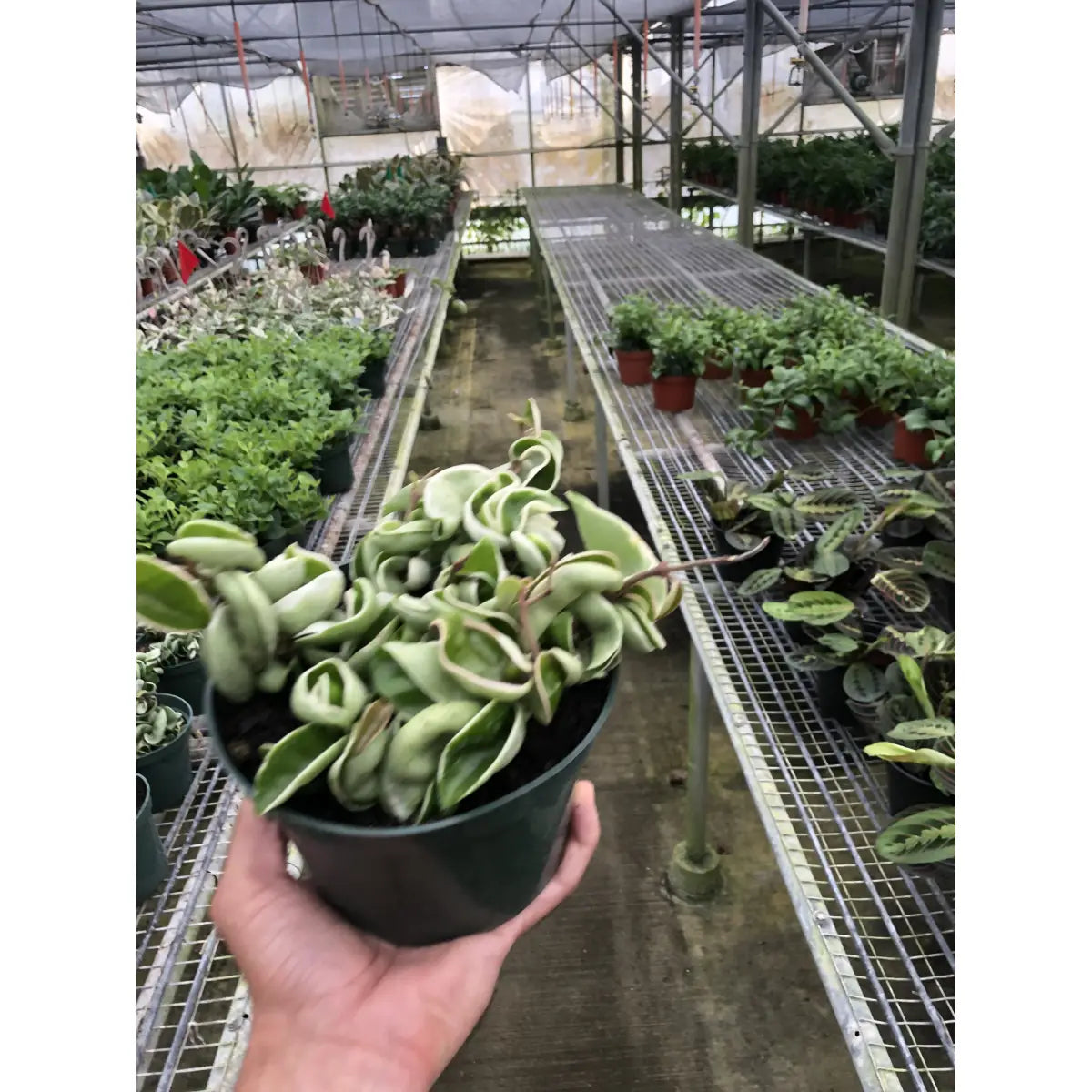 Hoya Plant - ’Rope Plant’ Variegated - House Plant Shop