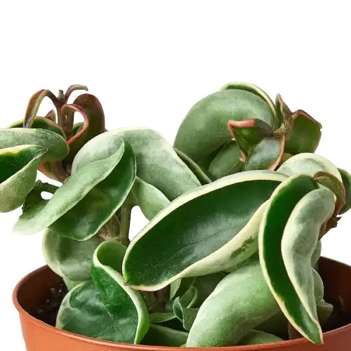 Hoya Plant - ’Rope Plant’ Variegated - 3’’ Pot - House Plant Shop