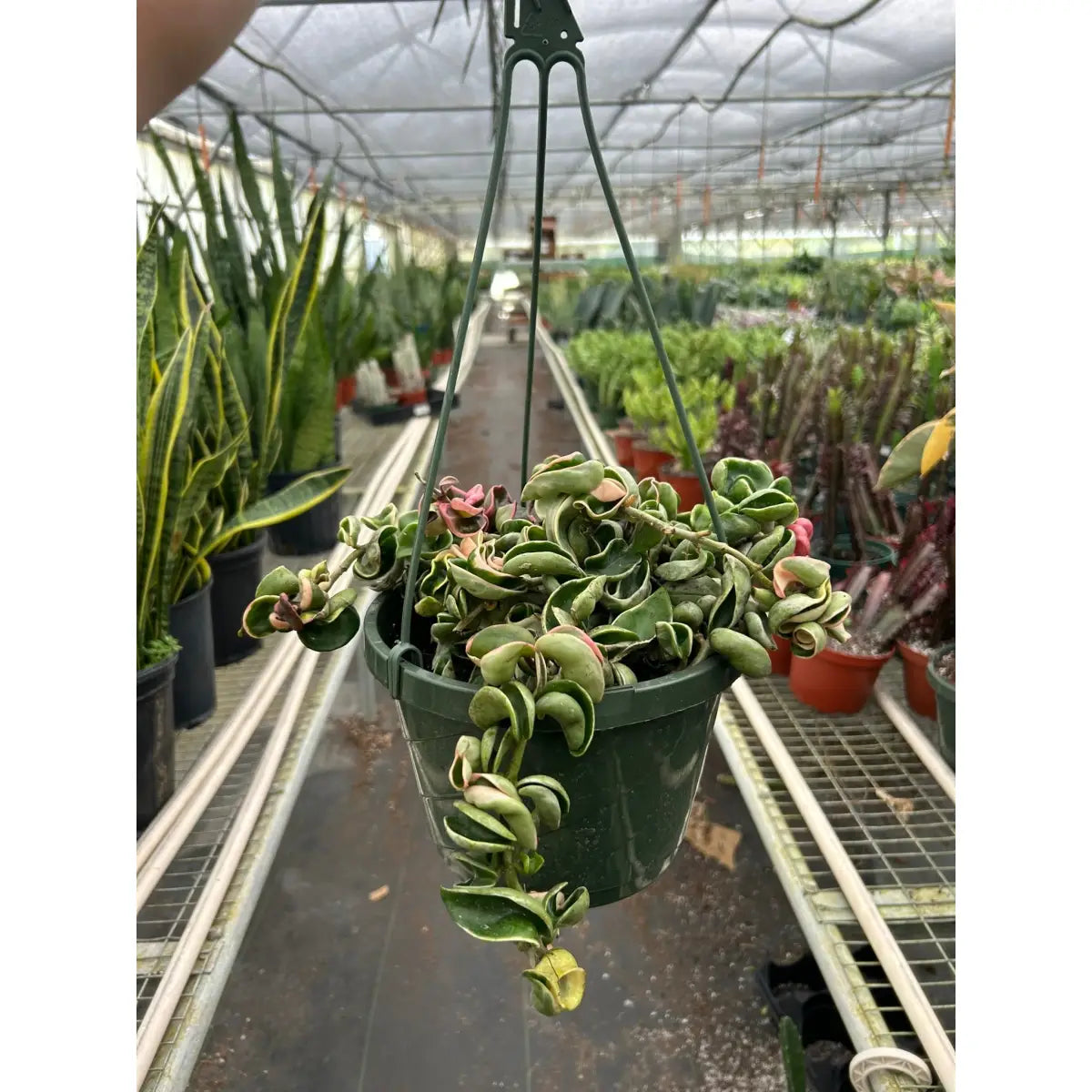 Hoya Plant - ’Rope Plant’ Variegated - House Plant Shop