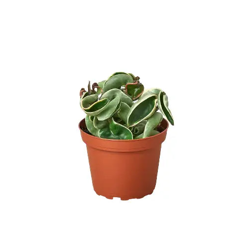 Hoya Plant - ’Rope Plant’ Variegated - House Plant Shop